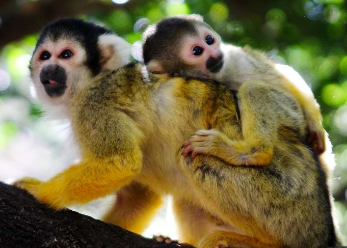 Squirrel Monkeys
