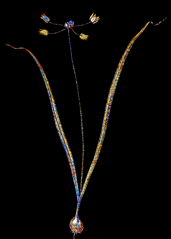 Stained Glass Amaryllis