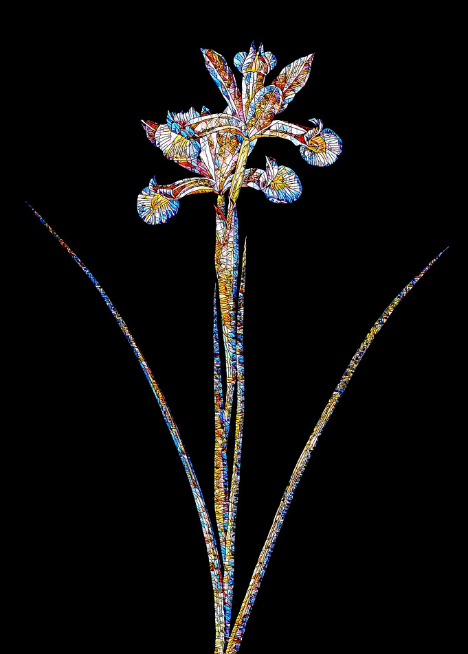 Stained Glass Iris on Noir