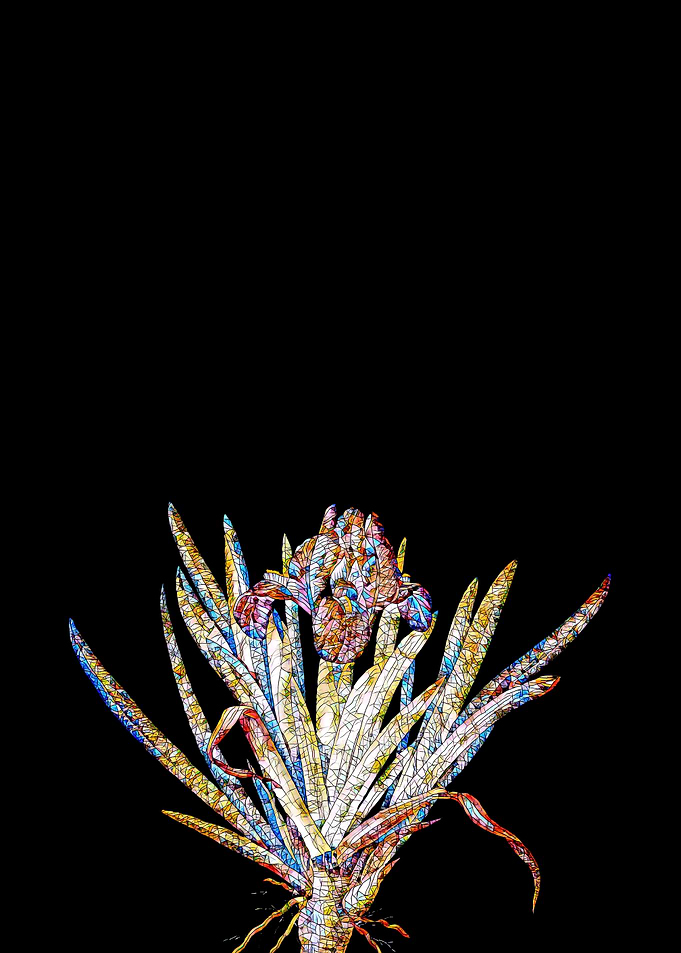 Stained Glass Iris on Noir