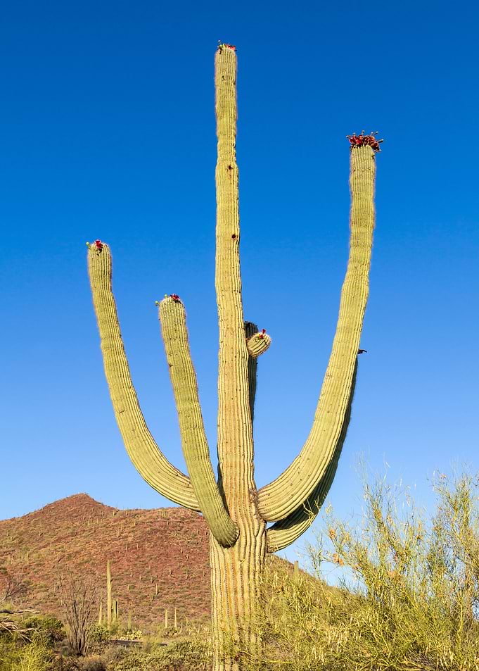 Giant Saguaro