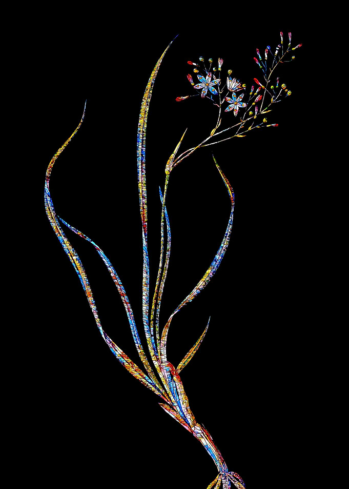 Stained Glass Botanical