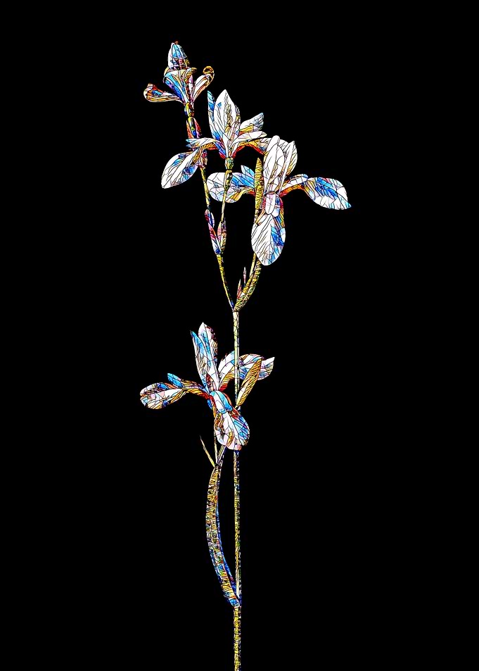 Stained Glass Iris on Noir
