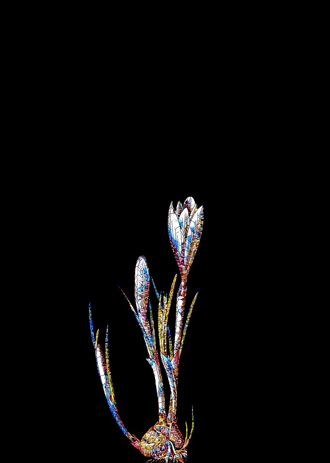 Prismatic Mosaic Crocus