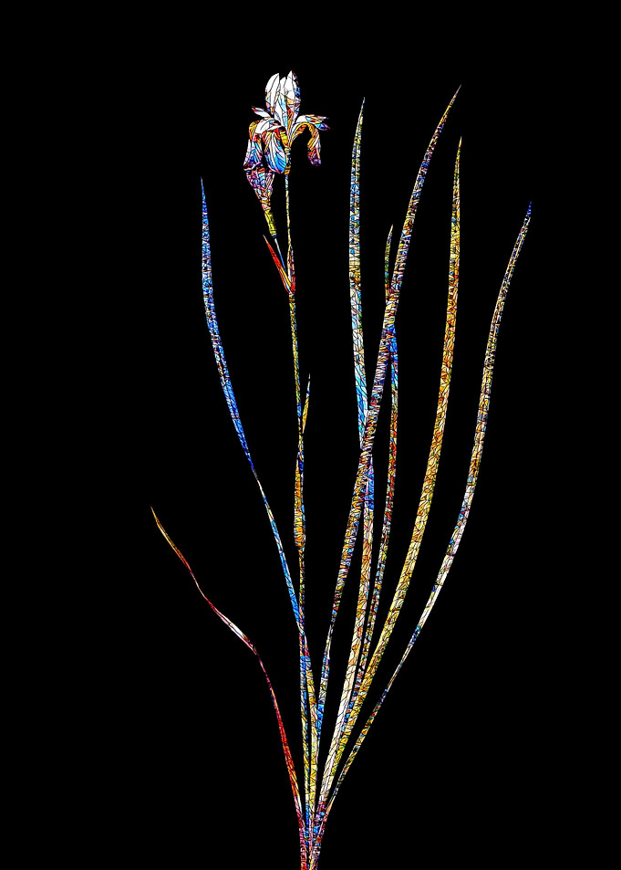 Stained Glass Iris on Noir