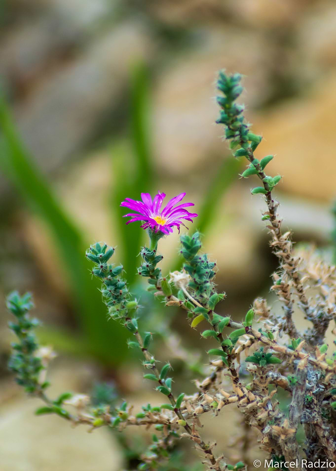 Simple Flower