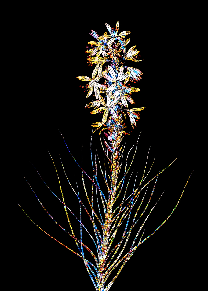 Prismatic Mosaic Botanical
