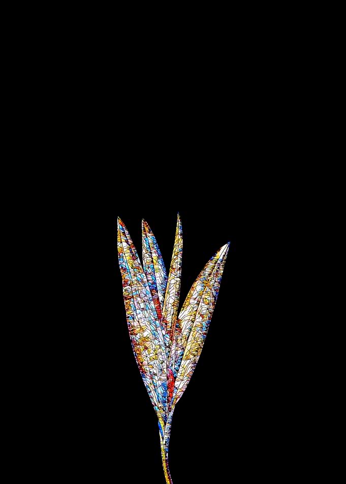 Stained Glass Crocus Plant