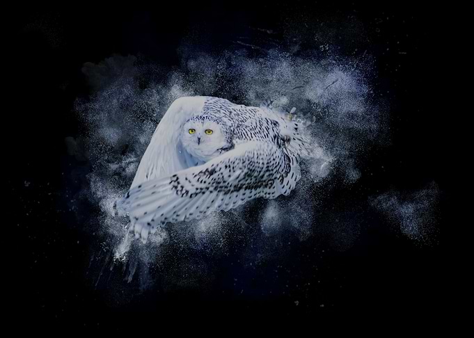 snowy owl