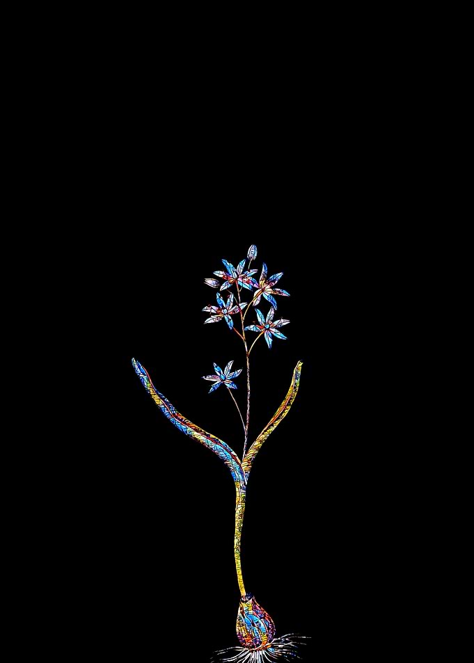 Stained Glass Botanical