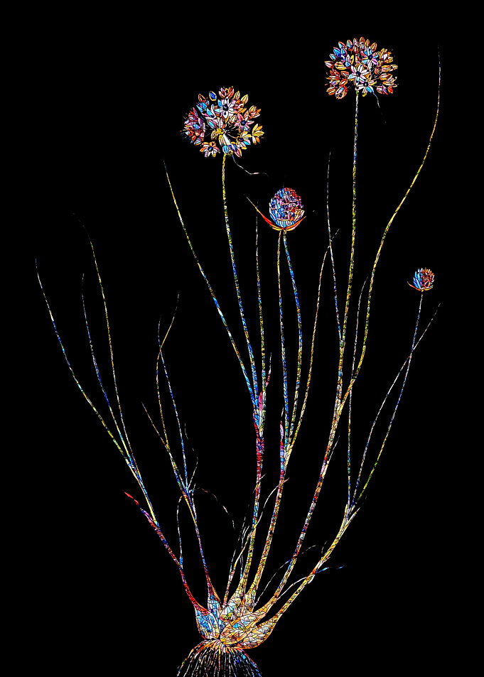 Stained Glass Amaryllis