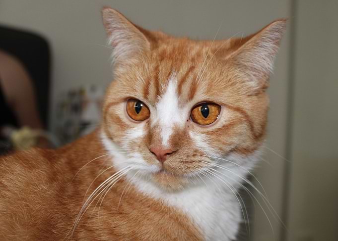red cat