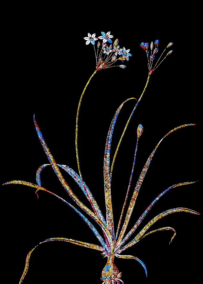 Stained Glass Amaryllis