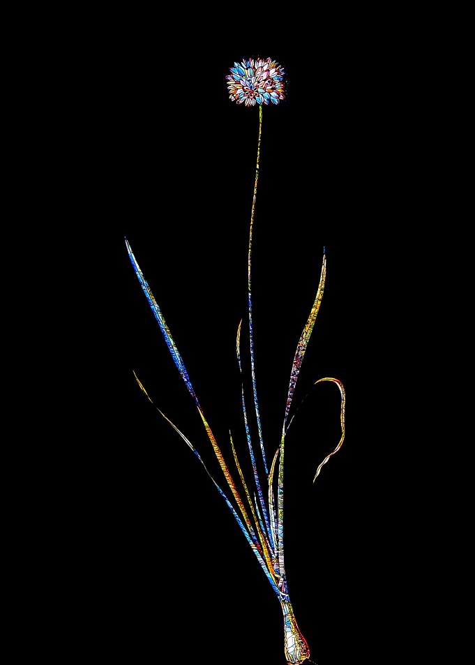 Stained Glass Amaryllis