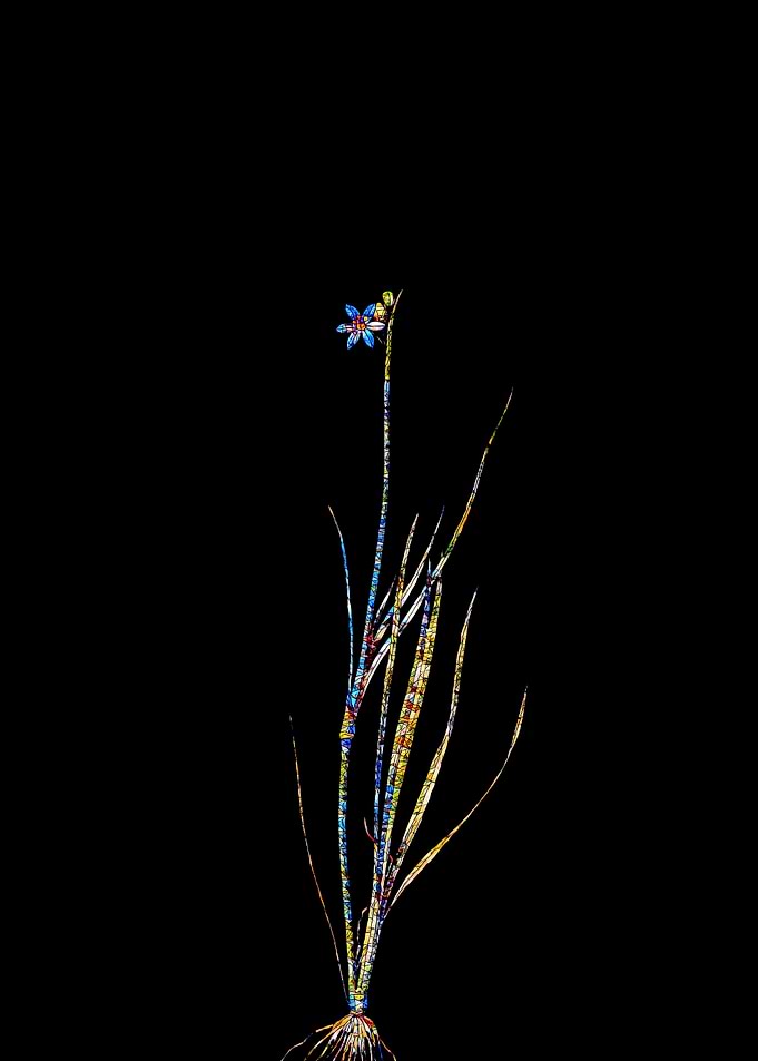 Stained Glass Botanical