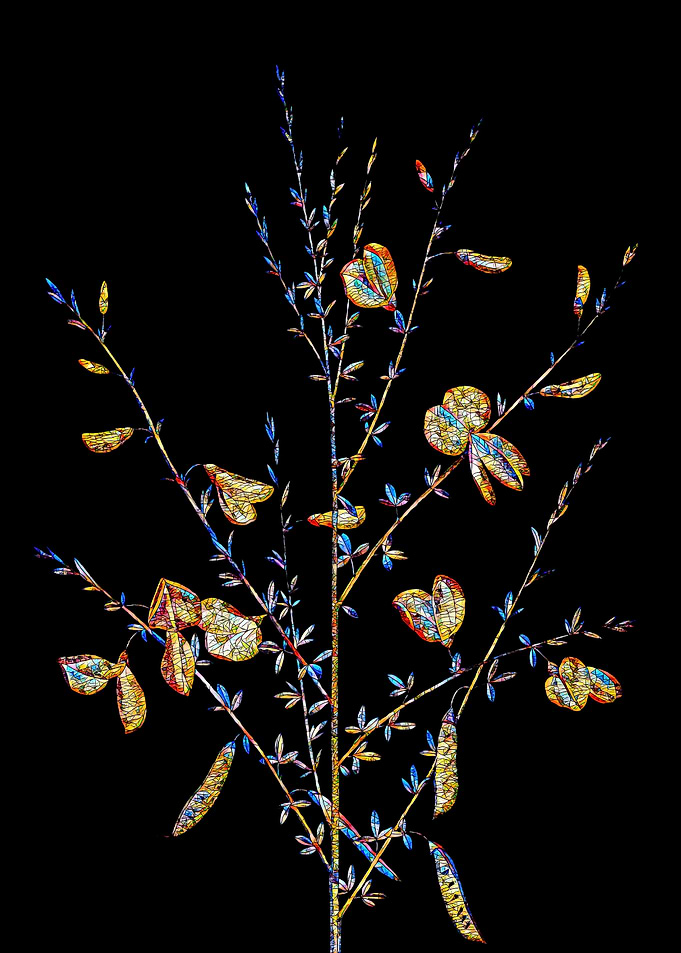 Prismatic Mosaic Botanical