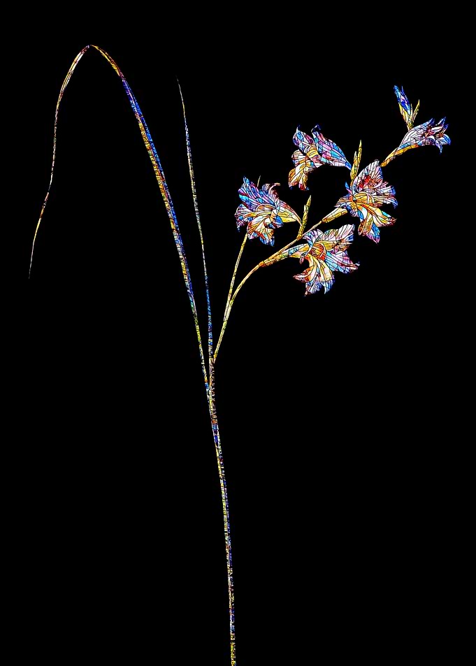 Prismatic Mosaic Gladiolus