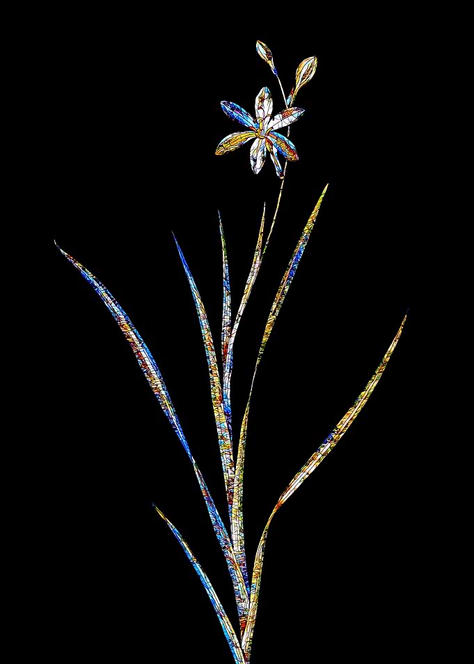 Stained Glass Ixia Flower
