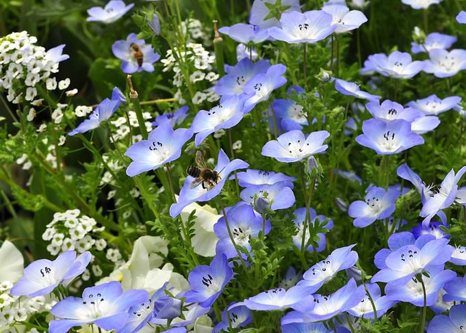 BEES ON FLOWERS