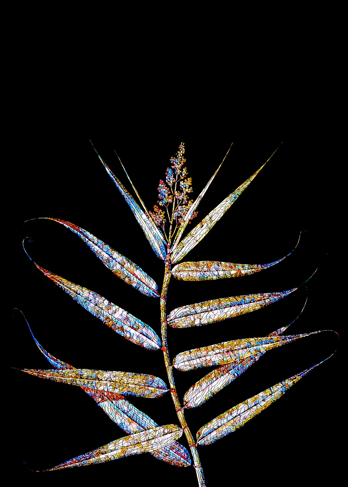 Stained Glass Botanical