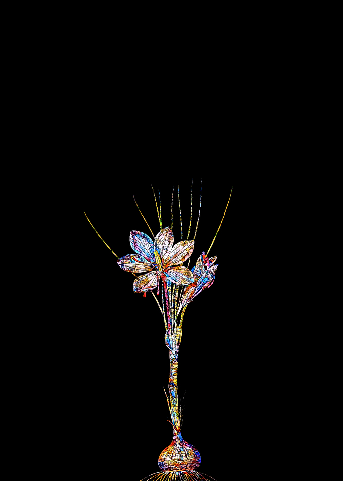 Prismatic Mosaic Crocus