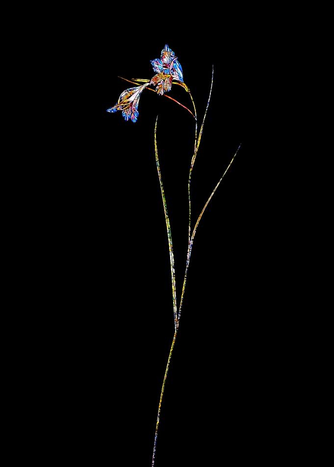Stained Glass Botanical