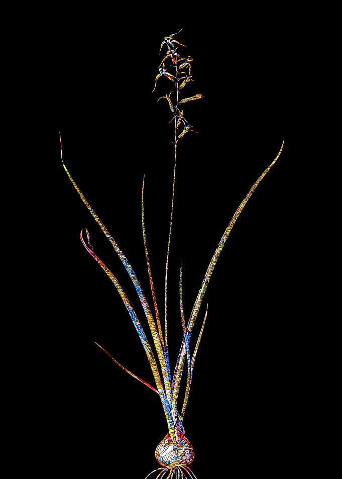 Stained Glass Botanical