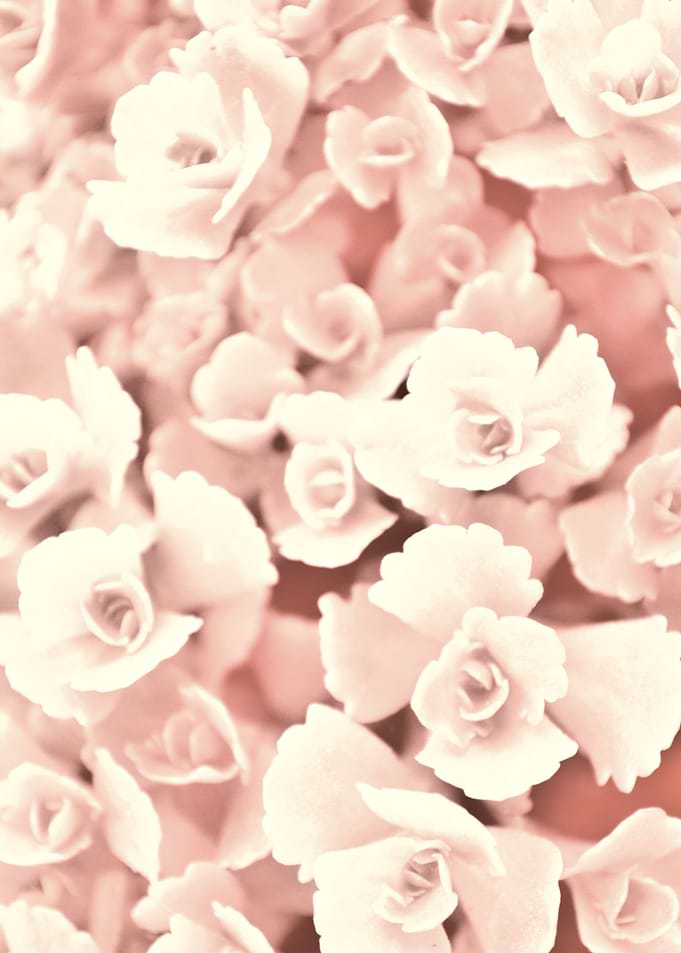 Small succulents in pink