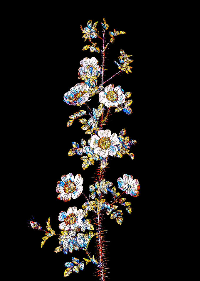 Prismatic Rose Mosaic