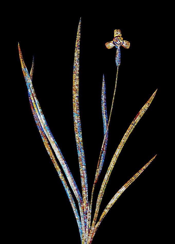 Stained Glass Iris on Noir