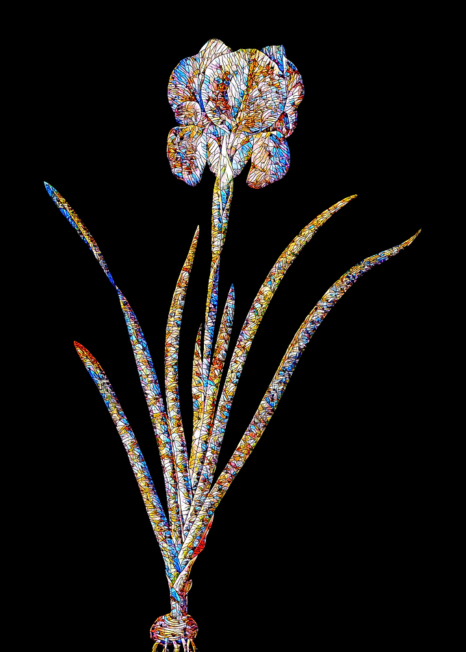 Stained Glass Iris on Noir