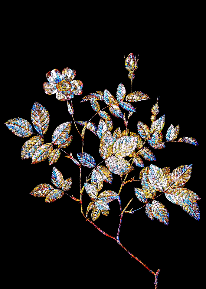 Prismatic Rose Mosaic