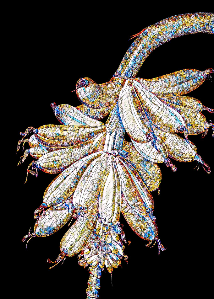 Stained Glass Botanical