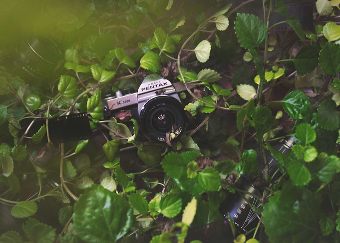 Pentax Jungle