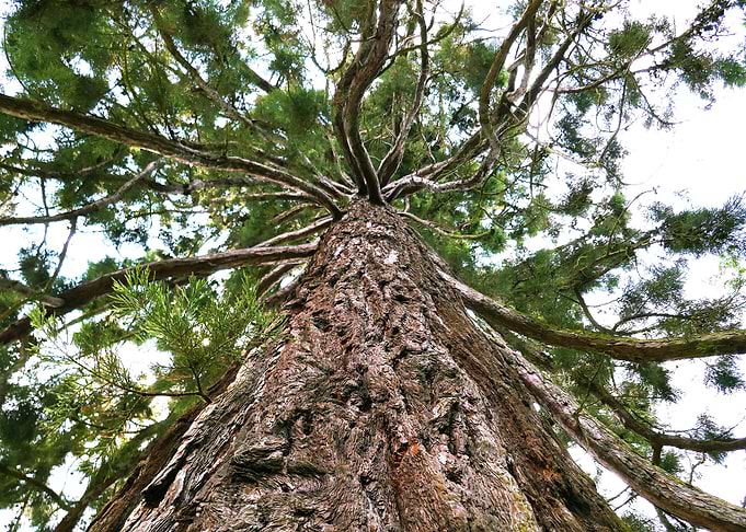 Tree 01