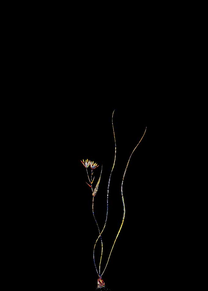 Stained Glass Botanical