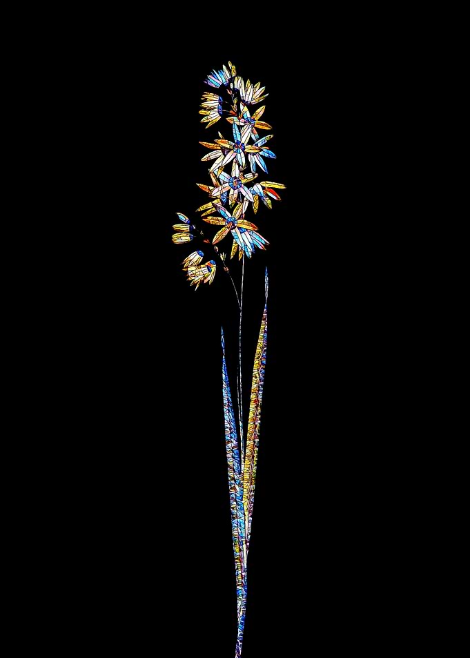 Stained Glass Ixia Flower