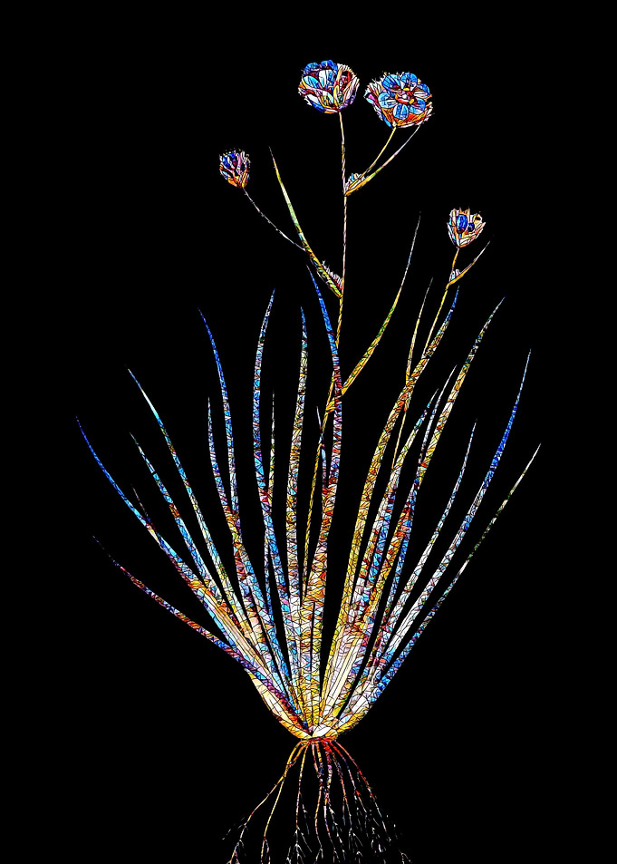 Prismatic Mosaic Lily