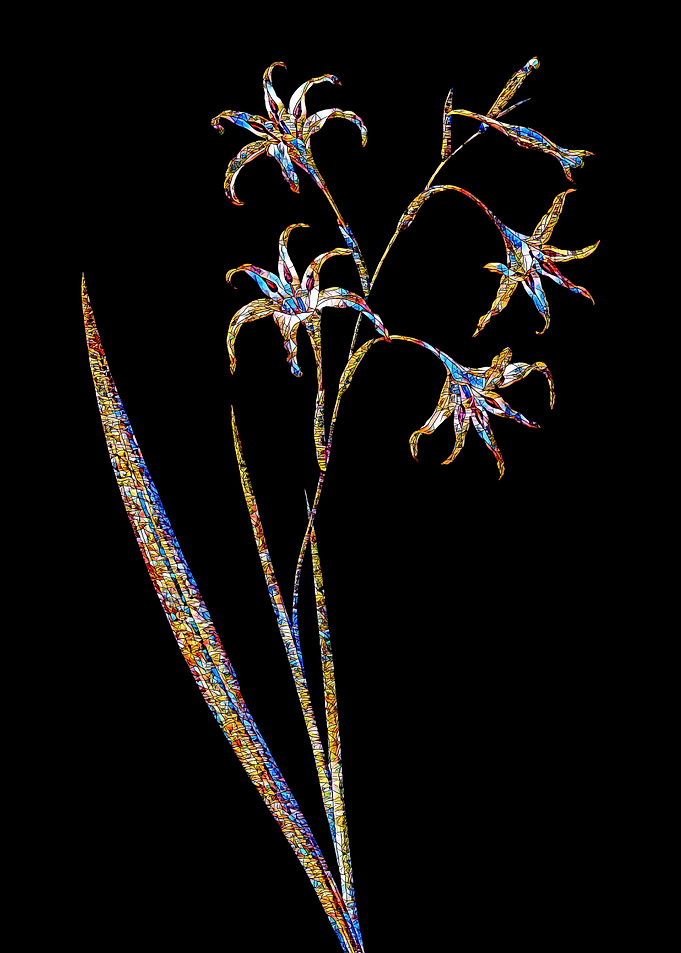Prismatic Mosaic Gladiolus