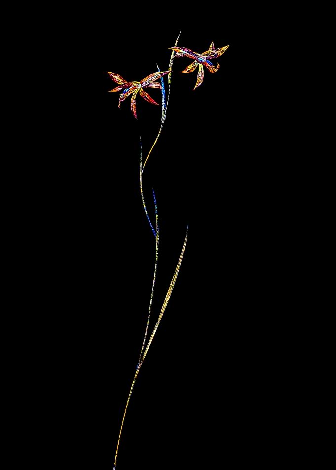 Prismatic Mosaic Gladiolus