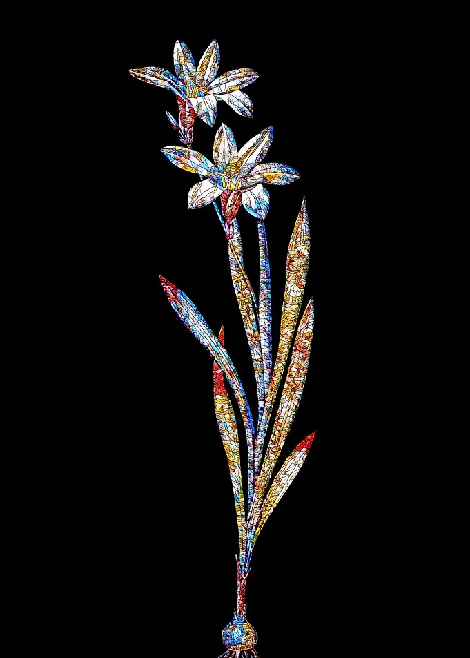 Stained Glass Ixia Flower