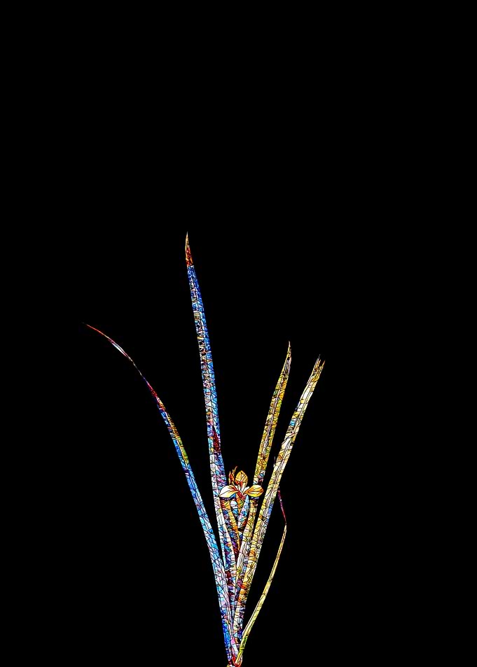 Stained Glass Iris on Noir