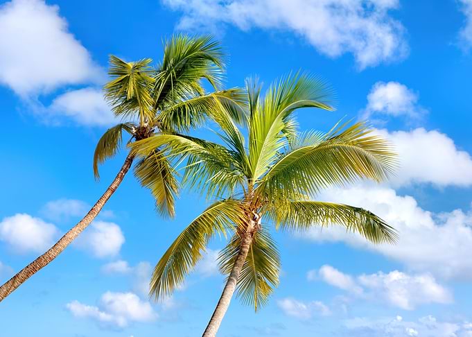 Palm Twins