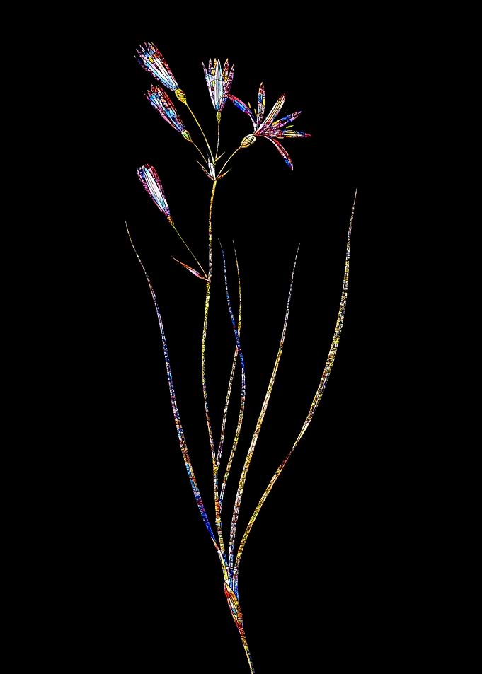 Stained Glass Amaryllis