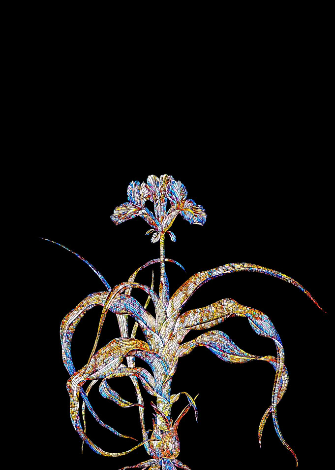 Stained Glass Iris on Noir