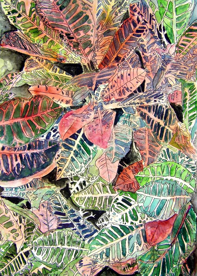 Croton Tropical Plant
