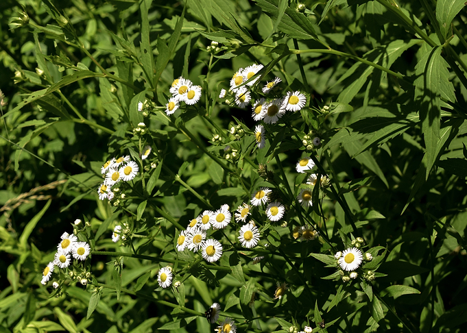 Small Flowers