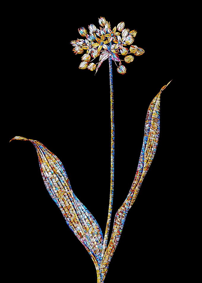 Stained Glass Amaryllis