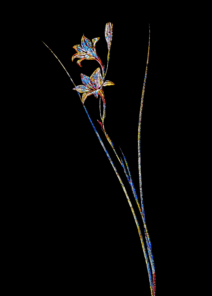 Prismatic Mosaic Gladiolus