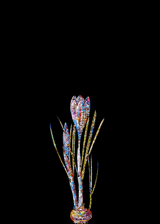 Prismatic Mosaic Crocus